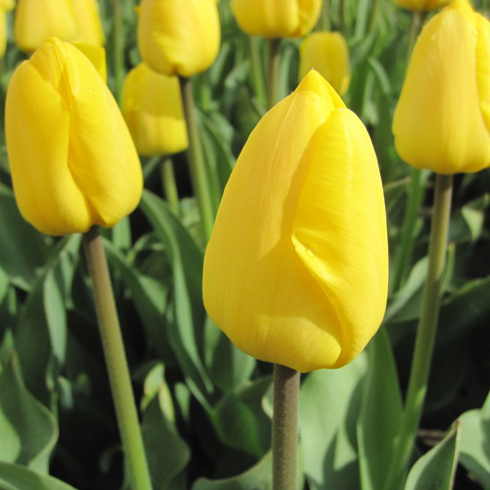 BIO Blumenzwiebeln Tulpe Novi Sun