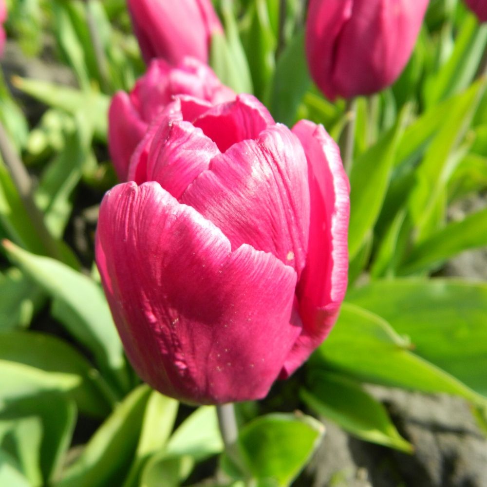 BIO Blumenzwiebeln Tulpe Purple Prince