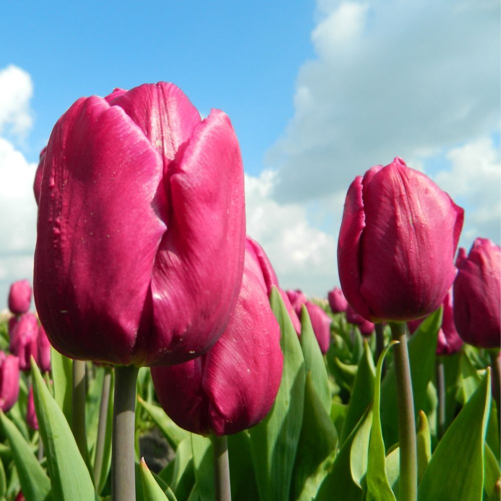 BIO Blumenzwiebeln Tulpe Purple Prince 10 Stück