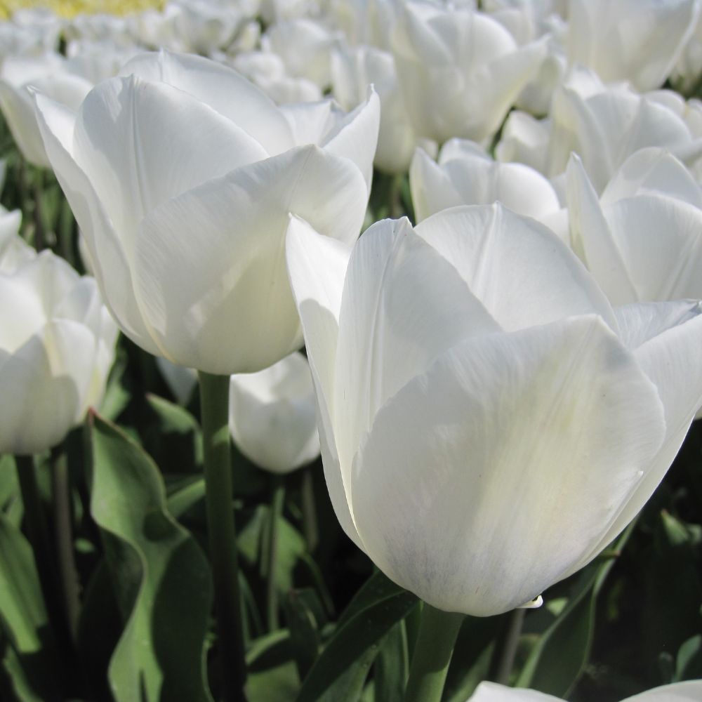 BIO Blumenzwiebeln Tulpe Royal Virgin weiß