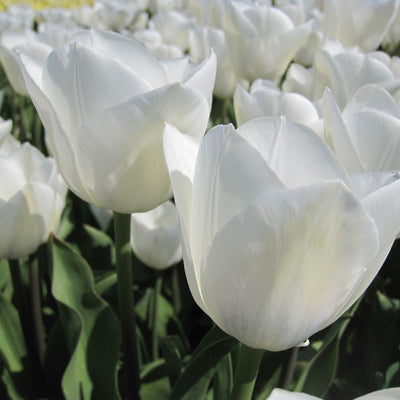 BIO Blumenzwiebeln Tulpe Royal Virgin 10 St.