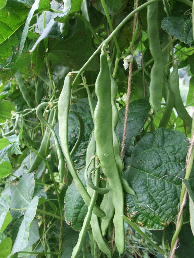 BIO Saatgut Stangenbohne Weiße aus Italien – Biogartenladen