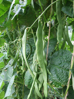 BIO Saatgut Stangenbohne Weiße aus Italien