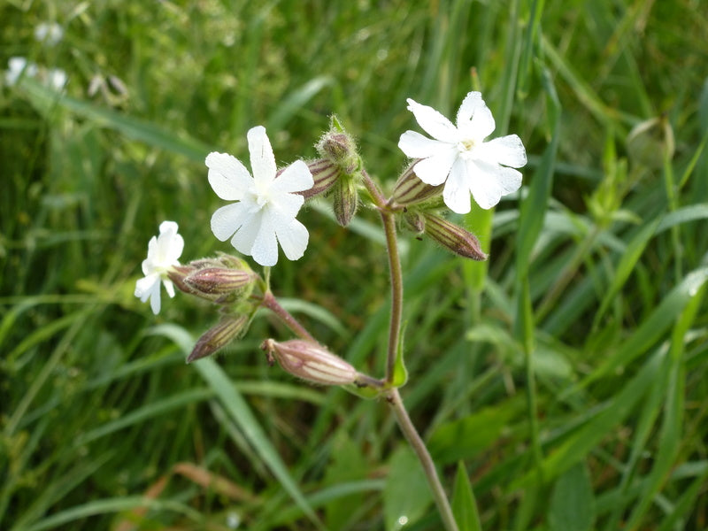 BIO Saatgut Weiße Lichtnelke
