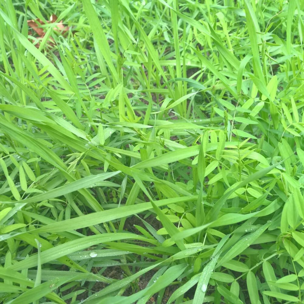 BIO Saatgut Gründüngung Wickroggen biogartenladen