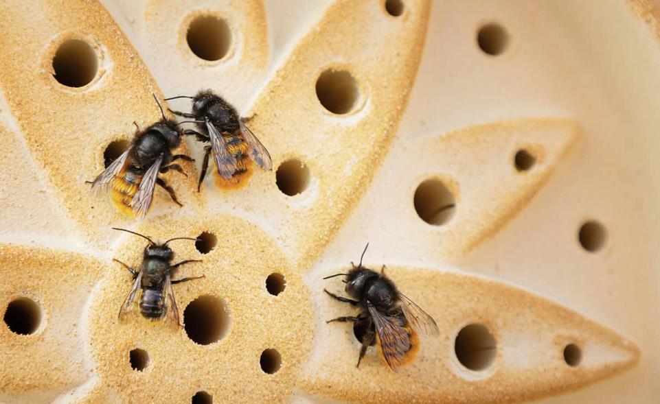 Detailansicht der Niströhren des Wildbienenhauses aus CeraNatur® Keramik – perfekte Brutplätze für verschiedene heimische Wildbienen-Arten.