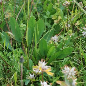 Wildblumenmischung Schattig