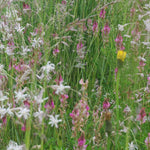 Wildblumenmischung Schmetterling
