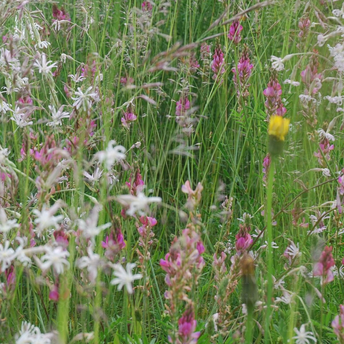 Wildblumenmischung Schmetterling