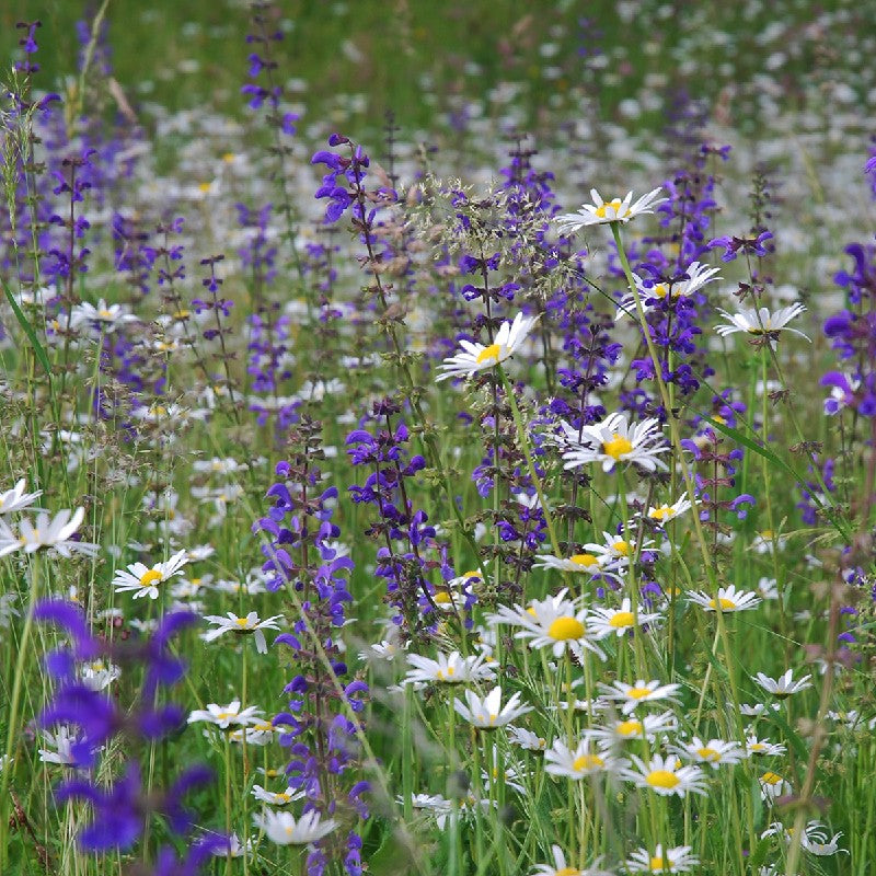 BIO Saatgut Mischung Wildblumenwiese – Biogartenladen