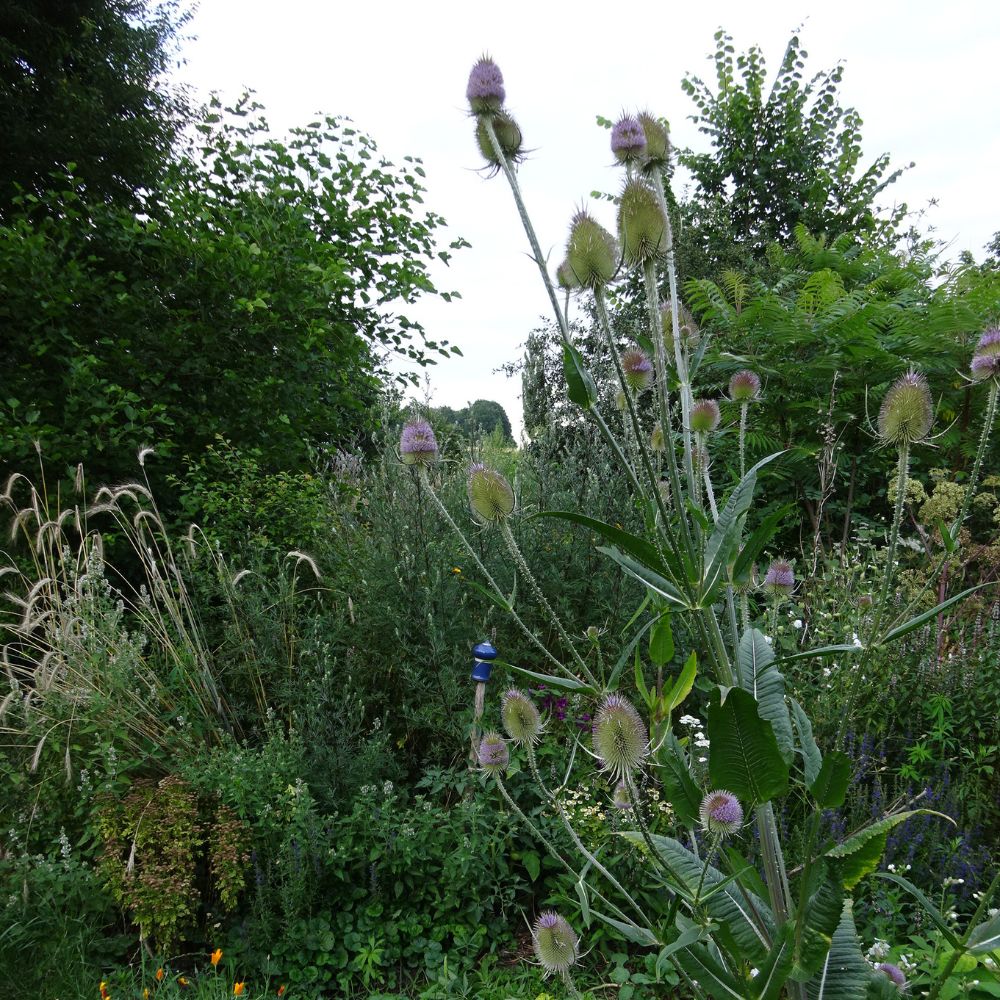BIO Saatgut Wilde Karde – Biogartenladen