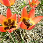 BIO Blumenzwiebeln Wildtulpe Linifolia