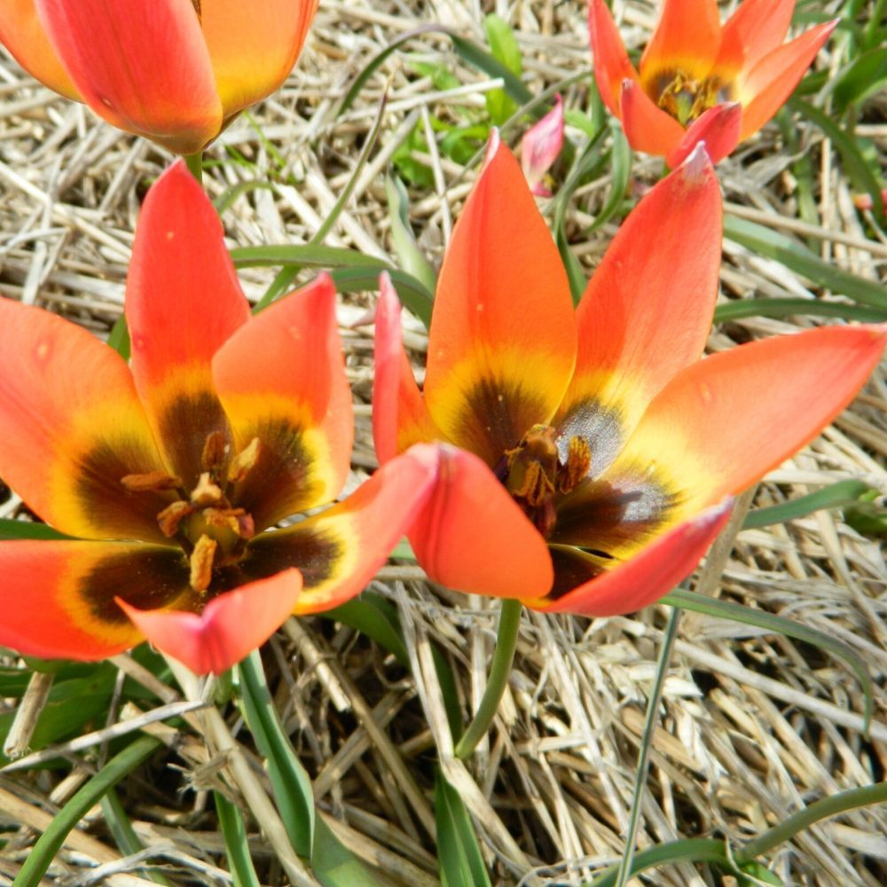 BIO Blumenzwiebeln Wildtulpe Linifolia