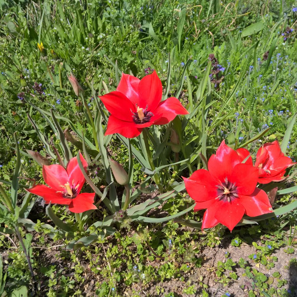 Tulipa Linifolia, aus ökologischem Anbau