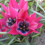 Blühende Wildtulpe 'Little Beauty' – zarte rosaviolette Blüten mit blauem Zentrum, erste Nahrung für Bienen im Frühling