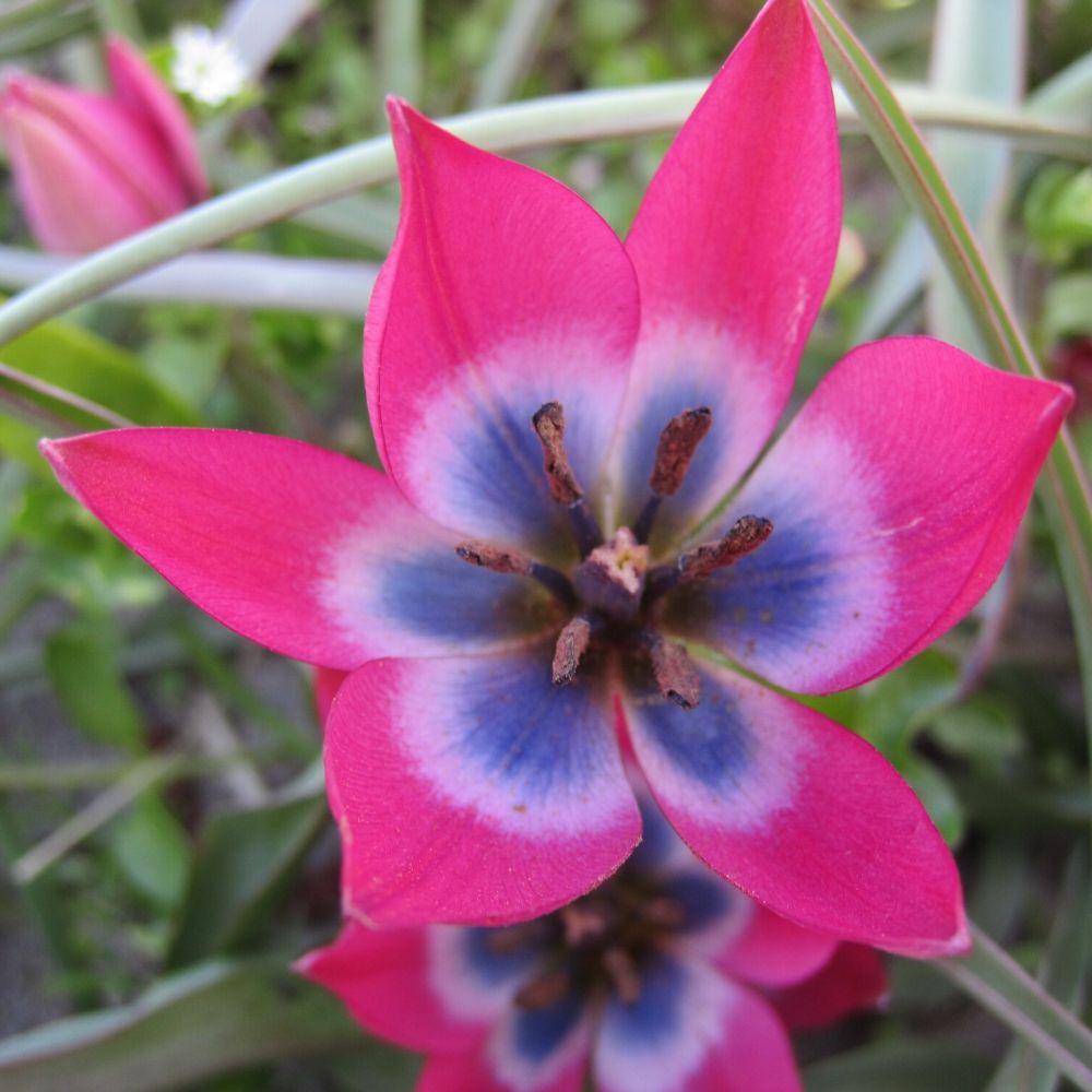 Einzelne geöffnete Blüte der Wildtulpe 'Little Beauty' mit intensiv blauem Zentrum und rosavioletten Blütenblättern im Frühlingsgarten