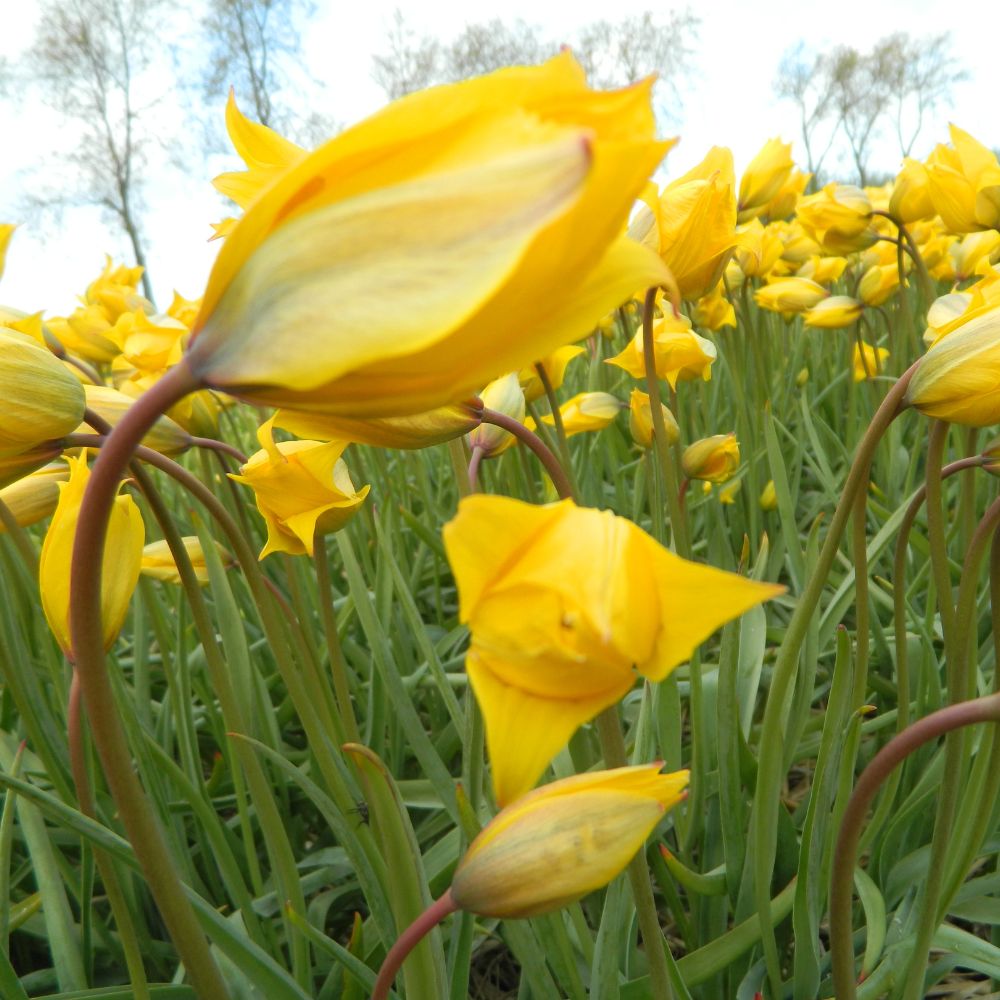 Wildtulpe Tulipa sylvestris in voller Blüte im Naturgarten – gelbe, glockenförmige Blüten mit zart grünlichen Außenseiten, umgeben von frischem Frühlingsgrün