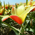 BIO Blumenzwiebeln Wildtulpe Taco 10 St.