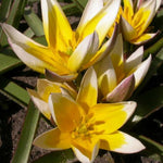 Weiße sternförmige Blüten der Wildtulpe Tarda (Tulipa tarda) mit gelber Mitte – bienenfreundlicher Frühblüher im Bio-Garten