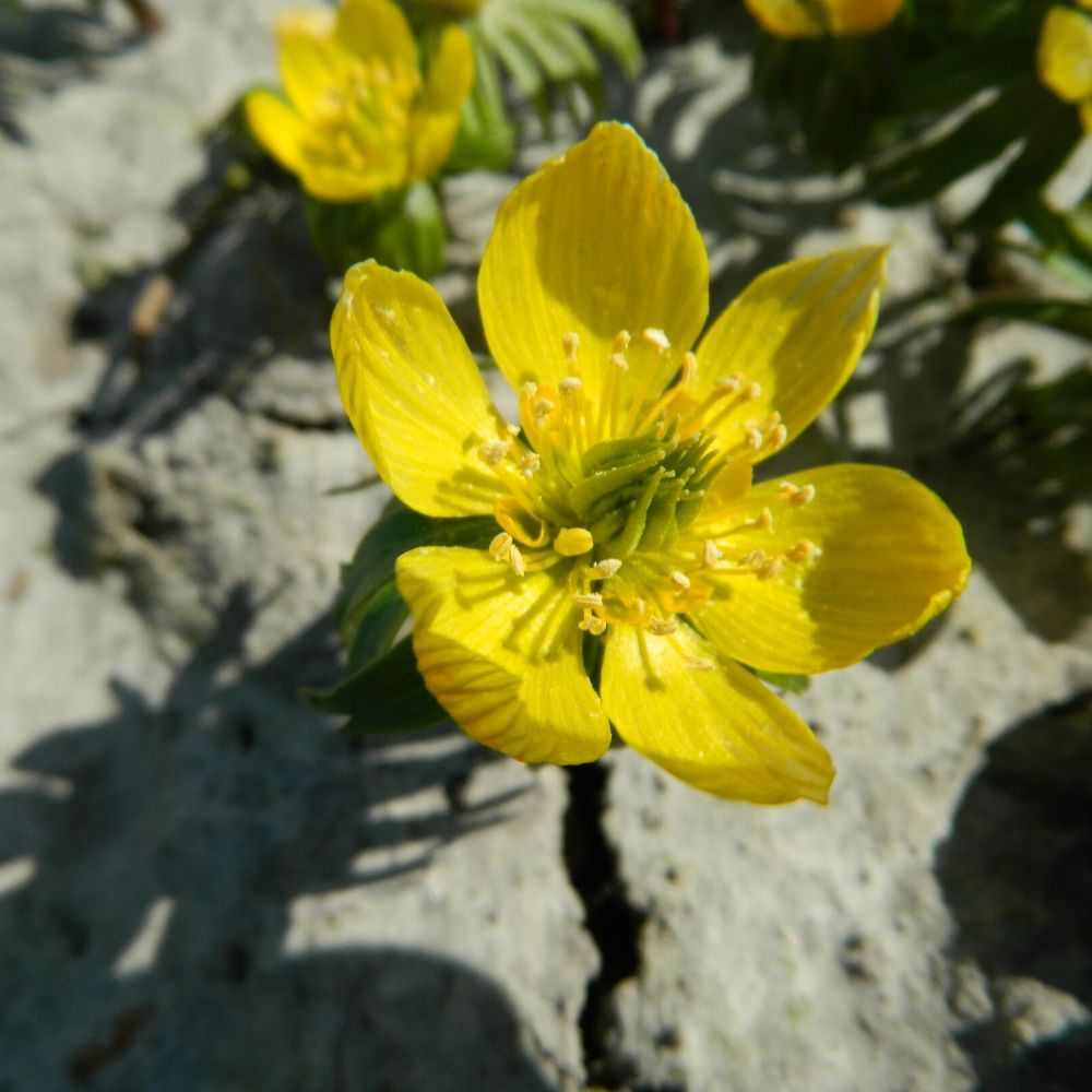 Winterlinge aus Bio-Anbau – natürlich, nachhaltig, pflegeleicht