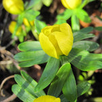 Leuchtend gelbe Blüten der Winterlinge (Eranthis cilicica) im frühen Frühling – bienenfreundlicher Frühblüher im naturnahen Garten