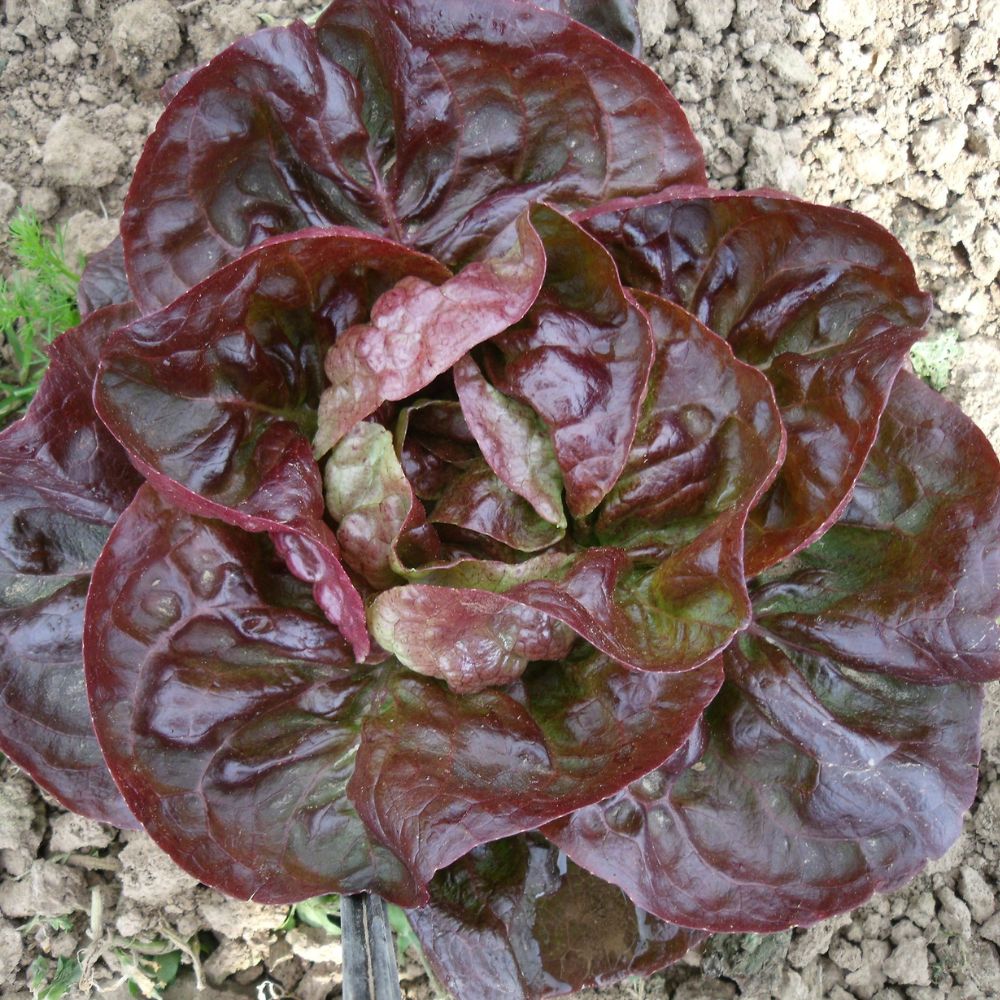 BIO Saatgut Wintersalat Roter Butterhäuptl (Maribor)