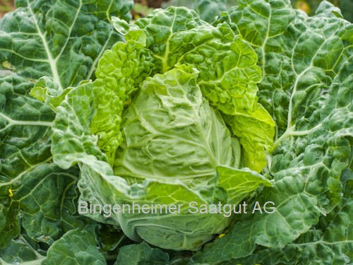BIO Saatgut Wirsingkohl Vorbote 3