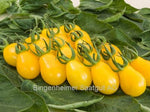 BIO Saatgut Tomate Yellow Submarine