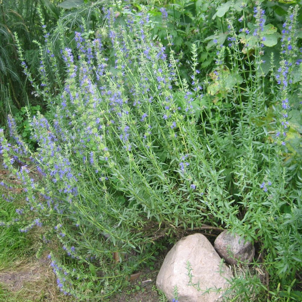 BIO Saatgut Ysop blaublühend