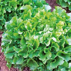 Endivie glatt Bubikopf