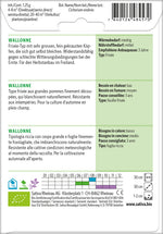 BIO Saatgut Endivie frisée Wallone Kulturanleitung
