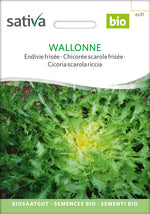 BIO Saatgut Endivie frisée Wallone