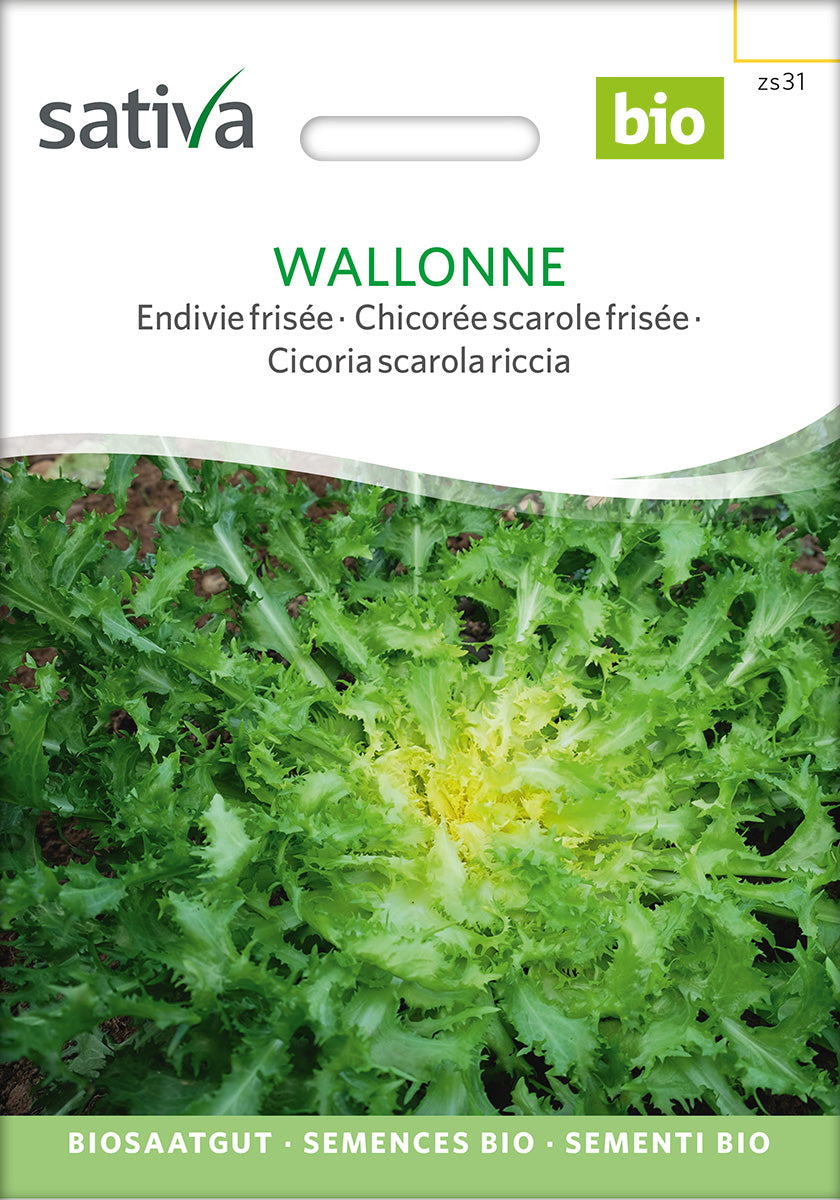 BIO Saatgut Endivie frisée Wallone