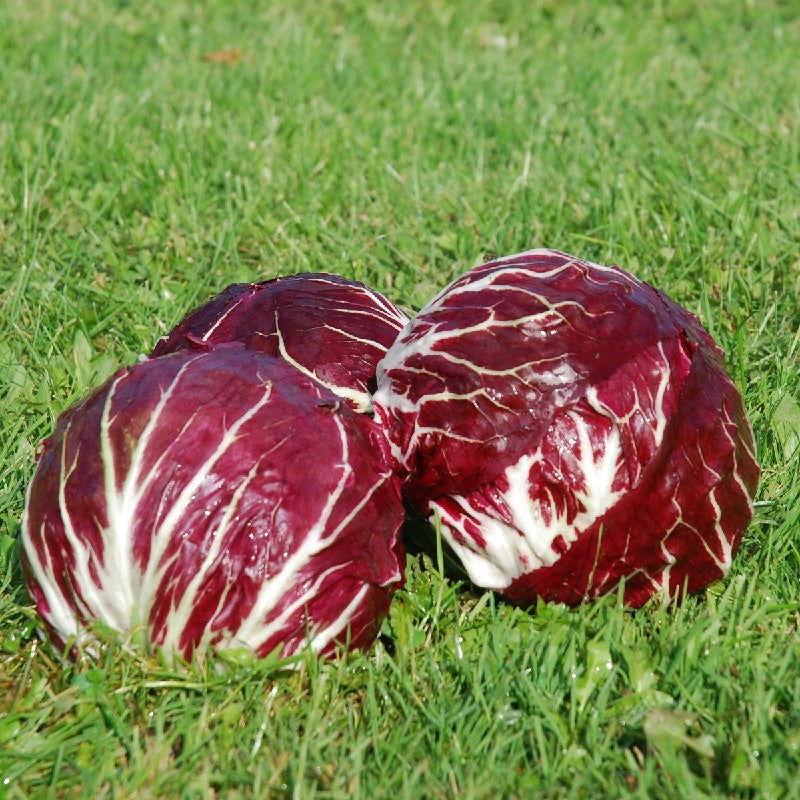 Radicchio Palla rossa 706 TT