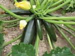 Zucchini Black Beauty