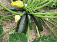 Zucchini Black Beauty