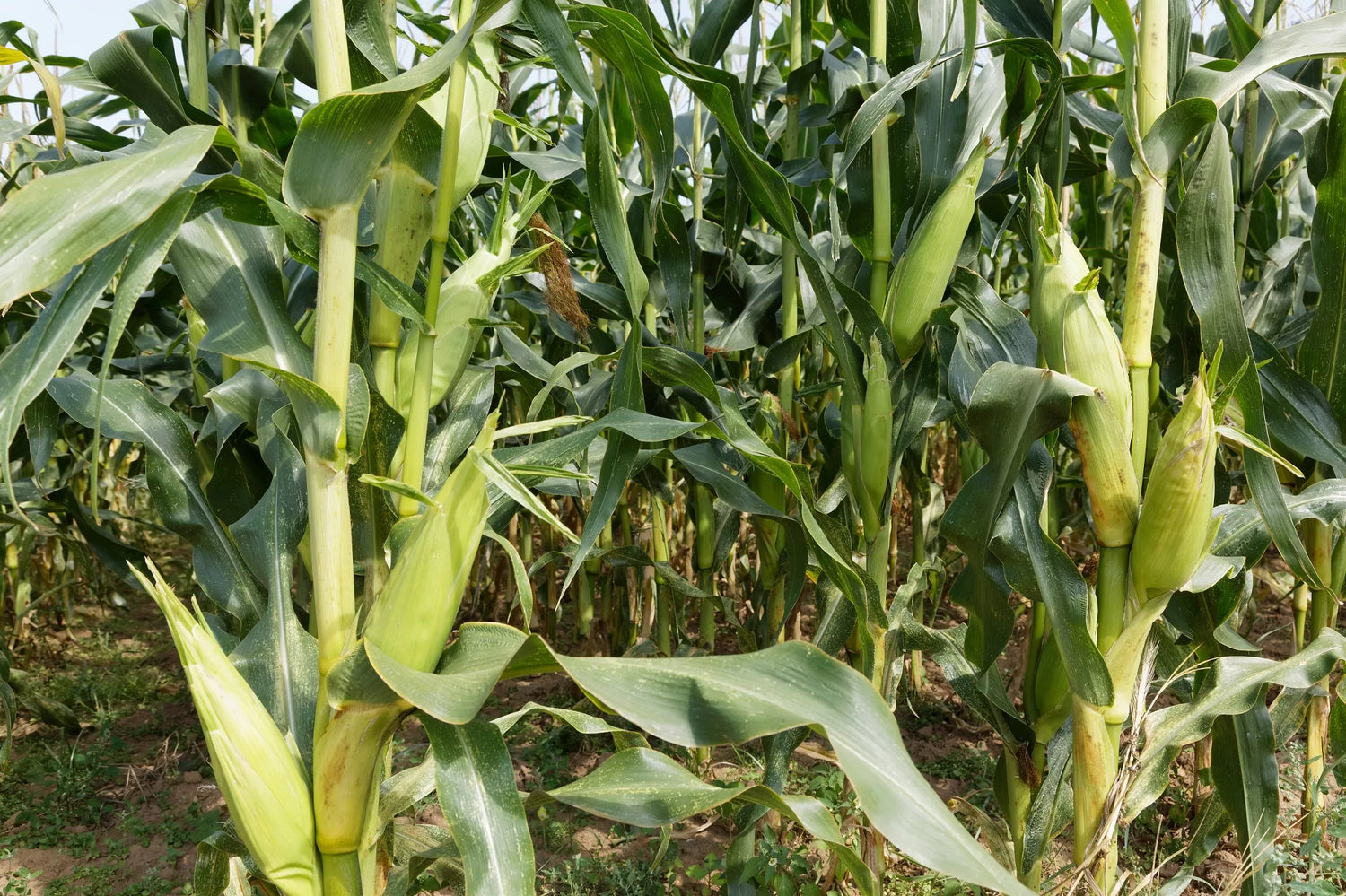 BIO Saatgut Zuckermais Lisanco open source