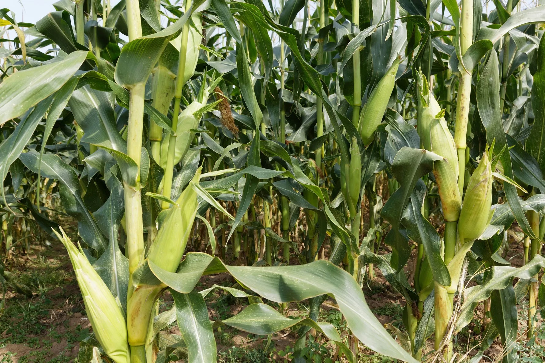 BIO Saatgut Zuckermais Lisanco open source