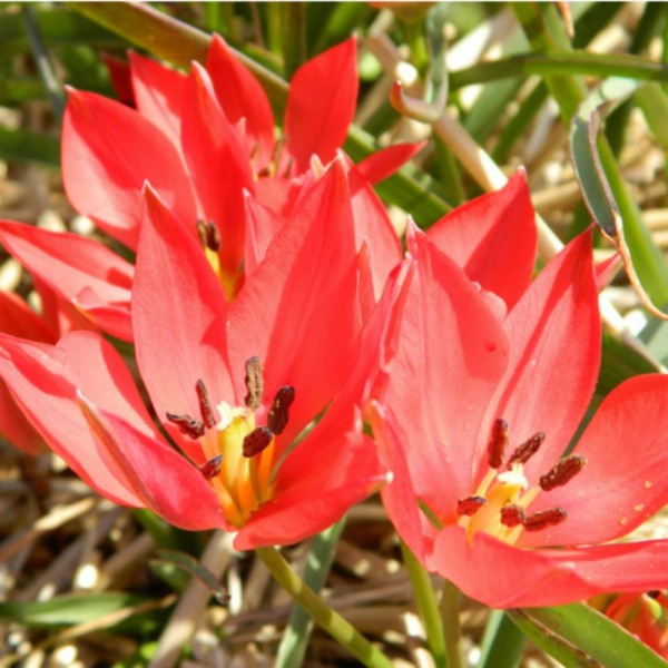 BIO Blumenzwiebeln Wildtulpe Linifolia rot