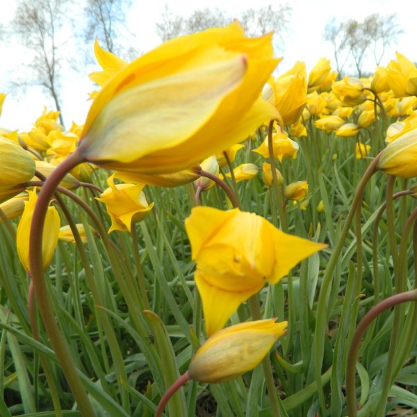 BIO Blumenzwiebeln Wildtulpe sylvestris