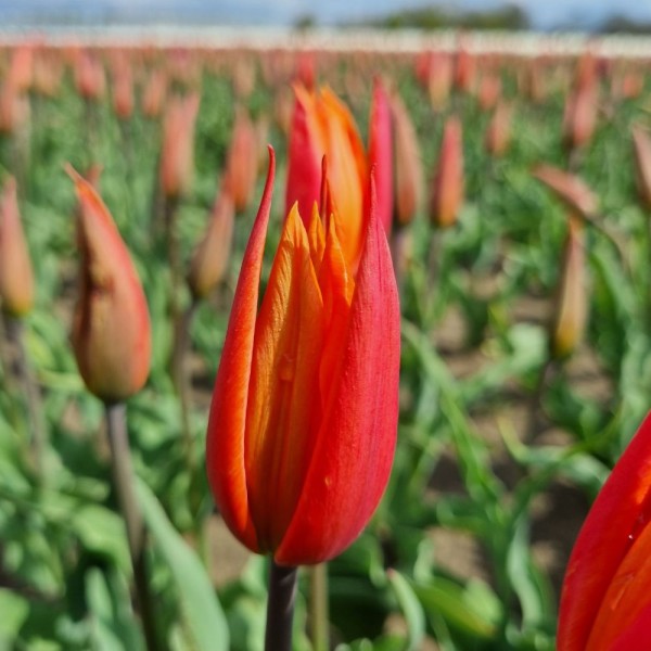 BIO Blumenzwiebeln Tulpe Ballerina