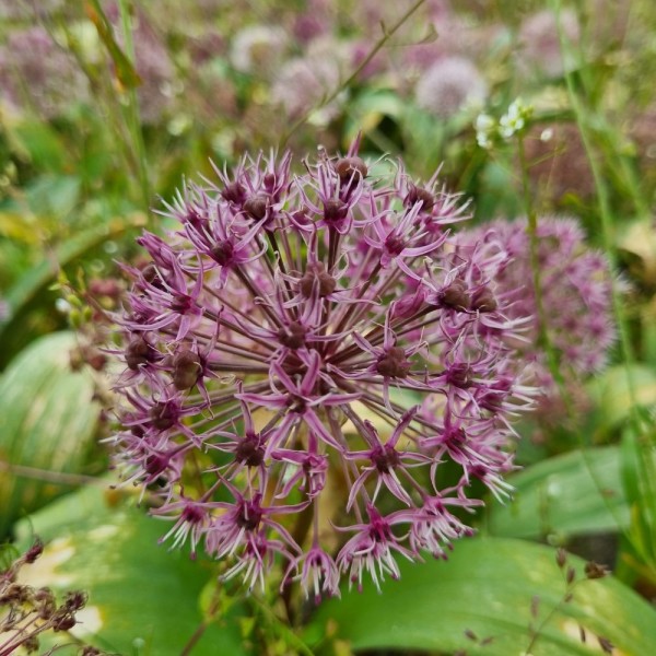 BIO Blumenzwiebeln Allium karataviense 'Red Giant Star' 