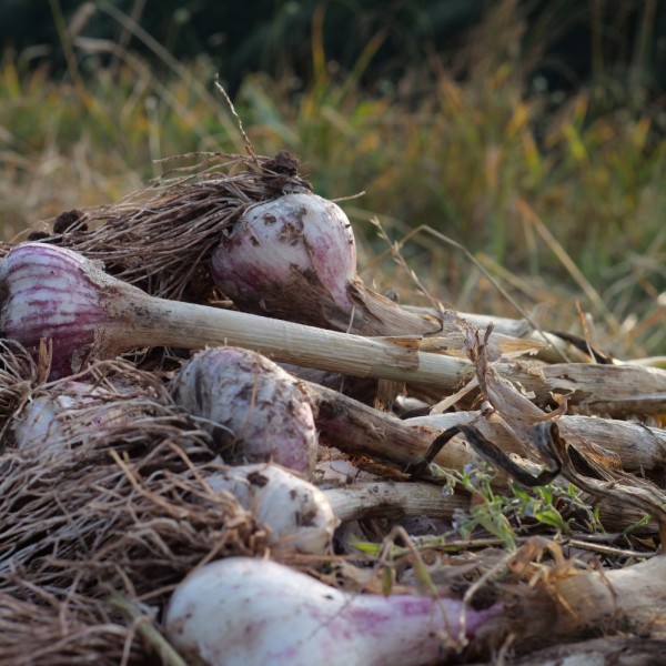 Pflanzknoblauch Sorte Ljubascha